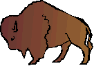 Buffalo