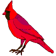 Cardinal No. 1