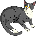 Grey Cat