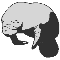 Manatee